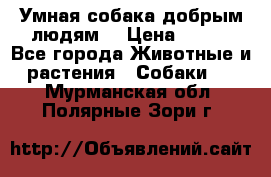 Умная собака добрым людям. › Цена ­ 100 - Все города Животные и растения » Собаки   . Мурманская обл.,Полярные Зори г.